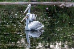 Two pelicans swim in the lake stock images Two pelicans swim in the lake stock images
