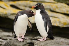 Two penguin. Rockhopper penguin, Eudyptes chrysocome, in the rock, water with waves, birds in the rock nature habitat, black and stock photos Two penguin. Rockhopper penguin, Eudyptes chrysocome, in the rock, water with waves, birds in the rock nature habitat, black and stock photos