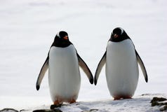 Two Penguins Walk Side By Side Royalty Free Stock Images