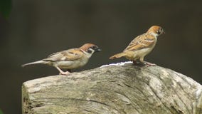 Two Philippine Maya Bird Or Eurasian Tree Sparrow Perching On Tree Branch Pecking Rice Grains Stock Video Video Of Brown Beak Two Philippine Maya Bird Or Eurasian Tree Sparrow Perching On Tree Branch Pecking Rice Grains Stock Video Video Of Brown Beak