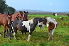 Two ponies sniffing at each other stock images Two ponies sniffing at each other stock images