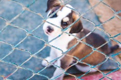 Two puppies of a Labrador retriever sitting behind bars in cage stock photo Two puppies of a Labrador retriever sitting behind bars in cage stock photo