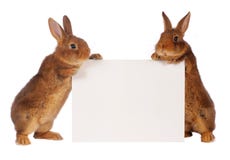 White Rabbit Stock Photo - Image: 23540960