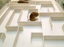 Two rats are in different parts of the white maze. royalty free stock images Two rats are in different parts of the white maze. royalty free stock images