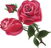 Two Red Rose Flowers And Bud On White Stock Photo