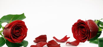Two Red Roses Stock Images