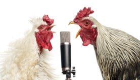 Two roosters singing at a microphone, isolated