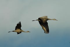 Two Sandhill Cranes In Flight Royalty Free Stock Photo