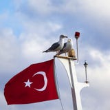 Two seagull and Turkish flag on mast Stock Image Two seagull and Turkish flag on mast Stock Image