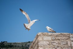 Two seagulls in the background of blue sky stock image Two seagulls in the background of blue sky stock image