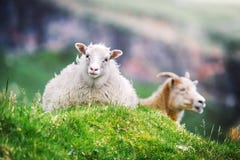 Two Sheeps On Green Grass Meadow On Faroe Islands Royalty Free Stock Images
