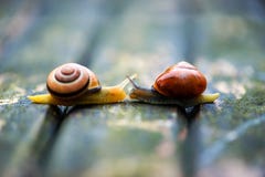 Two Snails Moving In Opposite Directions, An Old Wooden Surface Stock Photo