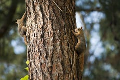 Two Squirrels on Tree Trunk Royalty Free Stock Images Two Squirrels on Tree Trunk Royalty Free Stock Images