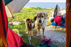 Two stray dogs stand at the entrance to the tent stock photography Two stray dogs stand at the entrance to the tent stock photography