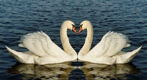Two Swans. Royalty Free Stock Photography
