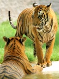 Two Tigers Royalty Free Stock Image