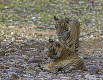 Two tigers, Panthera tigris at Ranthambhore in Rajasthan, India.