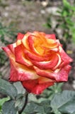 Two-tone Colombian rose. In Russia is called the circus royalty free stock photo Two-tone Colombian rose. In Russia is called the circus royalty free stock photo