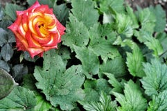 Two-tone rose. Yellow-red rose on a background of dark green viburnum leaves royalty free stock photos Two-tone rose. Yellow-red rose on a background of dark green viburnum leaves royalty free stock photos