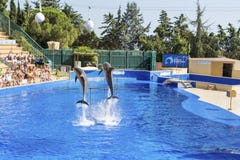 Two trained Dolphins jumping in a pool royalty free stock images Two trained Dolphins jumping in a pool royalty free stock images
