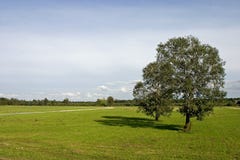 Two Trees On Meadow Royalty Free Stock Photo