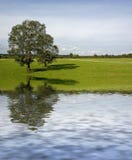 Two Trees On Meadow Stock Photography