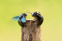 Two Tropical Carpenter Bee Staring At Each Other Royalty Free Stock Image Two Tropical Carpenter Bee Staring At Each Other Royalty Free Stock Image