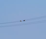Two turtledoves on wires. A pair of pigeons on power lines stock photography Two turtledoves on wires. A pair of pigeons on power lines stock photography