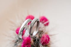 Two Wedding Rings In Cactus Stock Images