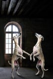 Team of whippets dancing in a mystery dark room