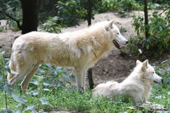 Two white arctic wolves in the forest stock photography Two white arctic wolves in the forest stock photography
