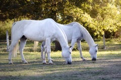Two white horses grazing at sunset royalty free stock photos Two white horses grazing at sunset royalty free stock photos