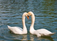 Two White Swans In Love Royalty Free Stock Image
