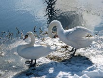 Two white swans on the lake in winter royalty free stock image Two white swans on the lake in winter royalty free stock image