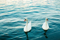 Two white swans in river at sunset. Swan love. Cygnus. Blue water and graceful birds. Lake. Stock Photo Two white swans in river at sunset. Swan love. Cygnus. Blue water and graceful birds. Lake. Stock Photo