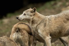 Two wolves playing Royalty Free Stock Photo Two wolves playing Royalty Free Stock Photo