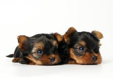Two Yorkshire Puppies On White Background Royalty Free Stock Image