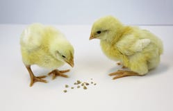 Two young chicks peck at feed Stock Image Two young chicks peck at feed Stock Image