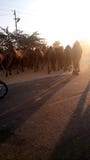 Tycker om den djura ritten för ökenkamlet ställen arkivbilder Tycker om den djura ritten för ökenkamlet ställen arkivbilder