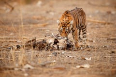 Tygrysi lisiątko w pięknym świetle w natury siedlisku Ranthambhore park narodowy obrazy royalty free Tygrysi lisiątko w pięknym świetle w natury siedlisku Ranthambhore park narodowy obrazy royalty free