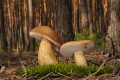 Tylopilus felleus grzyb zdjęcia stock Tylopilus felleus grzyb zdjęcia stock