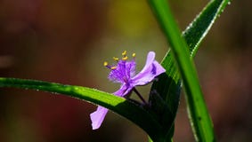 Type fleur de spiderwort de la Virginie à la lumière du soleil de matin Photographie stock Type fleur de spiderwort de la Virginie à la lumière du soleil de matin Photographie stock