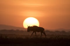African landscape while in safari stock photography African landscape while in safari stock photography