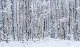 White Aspen Stems - Canadian Landscapes stock photo White Aspen Stems - Canadian Landscapes stock photo