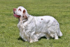 Typical Clumber Spaniel In The Garden Royalty Free Stock Images