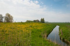 Typical Dutch Landscape In Springtime Royalty Free Stock Photo