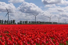 A typical Dutch sky over red tulips and wind turbines royalty free stock image A typical Dutch sky over red tulips and wind turbines royalty free stock image