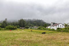Rural Sao Miguel Scene stock image Rural Sao Miguel Scene stock image