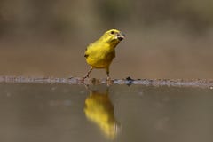 Tyrannkanarienvogel, Serinus sulphuratus stockbilder Tyrannkanarienvogel, Serinus sulphuratus stockbilder