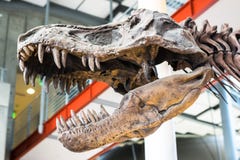 Tyrannosaurus Rex Dinosaur Fossil. A fossil dinosaur skull of the tyrannosaurus rex against an unfocused background. stock photo Tyrannosaurus Rex Dinosaur Fossil. A fossil dinosaur skull of the tyrannosaurus rex against an unfocused background. stock photo